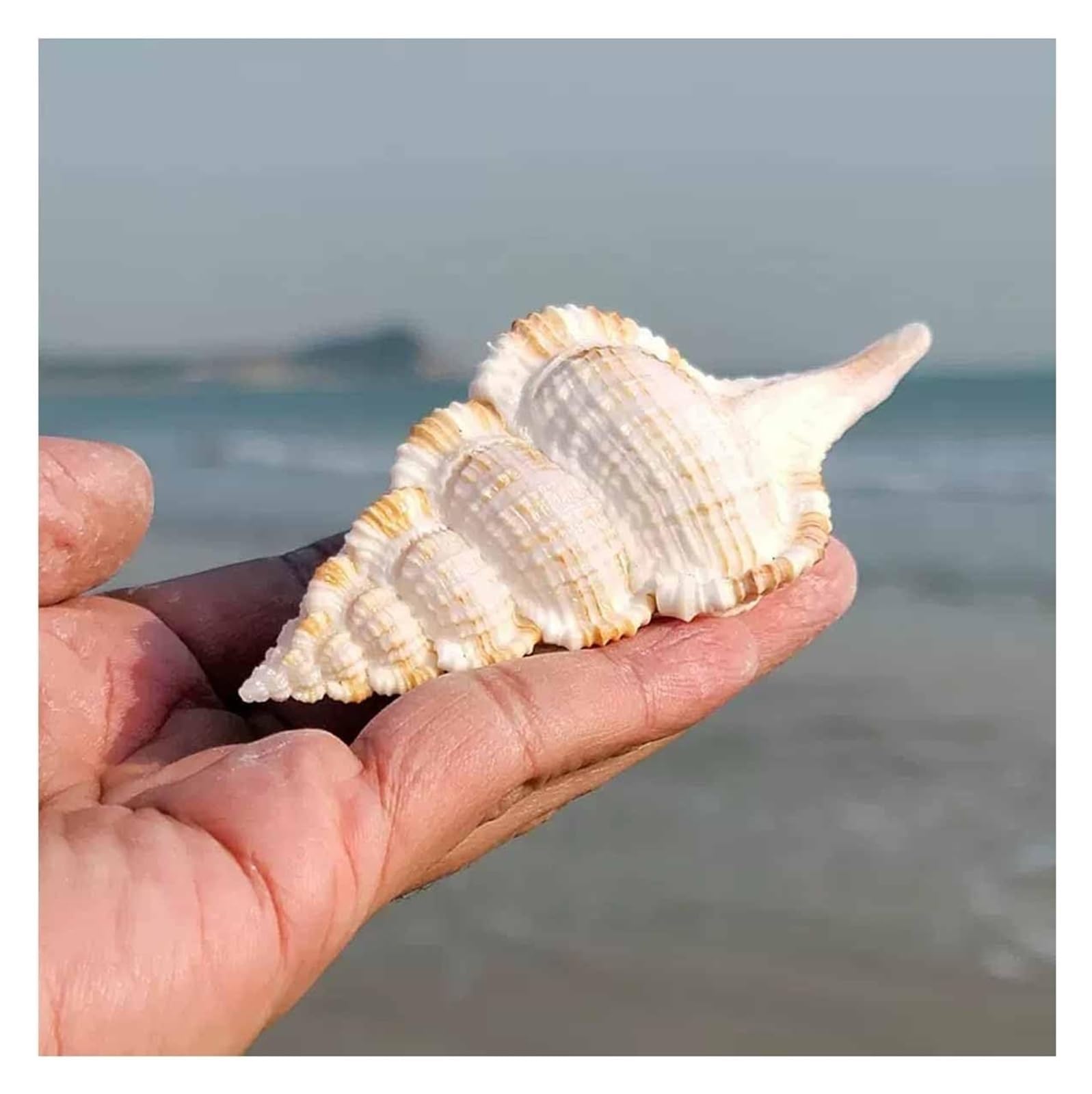 YKMYXZ shells， Conch 6~8Cm for Wedding Decor Beach Theme Party, Home Decorations
