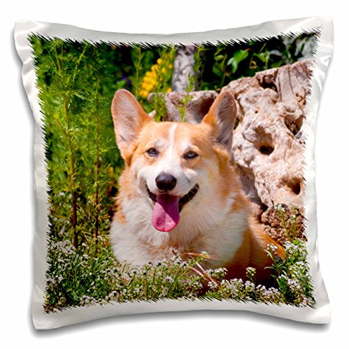 3dRose LLC. Pembroke Welsh Corgi Sitting in Garden, Mr and Pr, Pillow Case, (pc_209742_1), Satin White, 16 x 16 inch