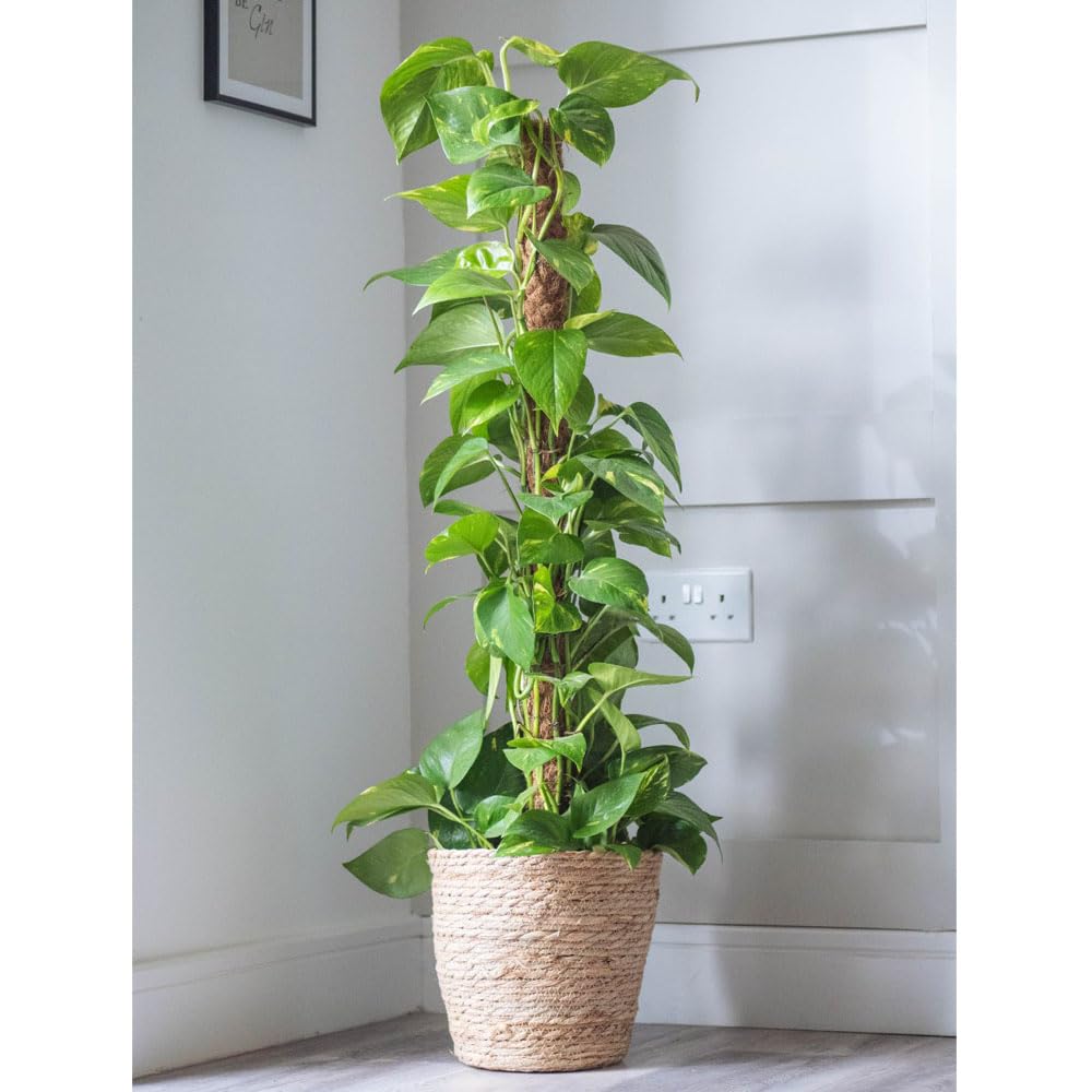 Epipremnum aureum - Ceylon Creeper - Lush Climbing House Plant with Luxurious Golden Streaks – 1 x 12cm Pot by Thompson & Morgan