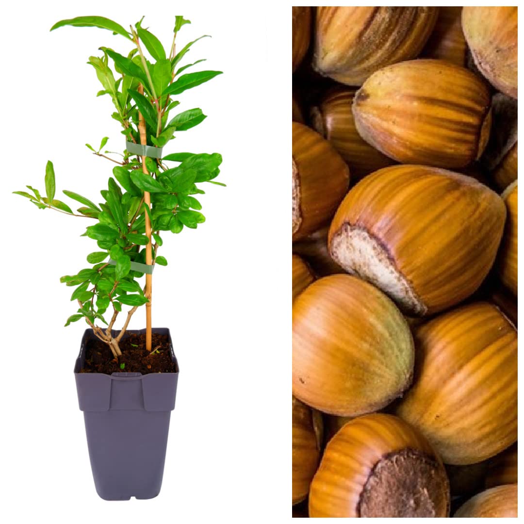 Corylus Red Zellernut - Red Hazelnut Tree - 40-50cm in Height with Edible Hazelnuts (2)