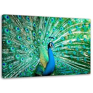 Feeby Schilderij op Canvas 1-delig 120×80 Foto op Canvas Moderne Kunstdruk Muurdecoratie Wanddecoratie Fotoprint Pauw Vogel Natuur Dieren Blauw Groen