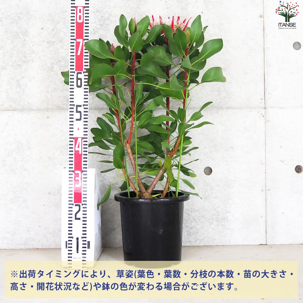 Amazon.co.jp: キングプロテア・リトルプリンス 大苗8号鉢【品種で