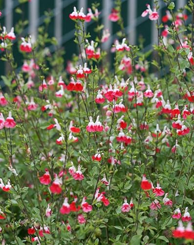 Salvia Hot Lips 6 Plug Plants Perennial Plants