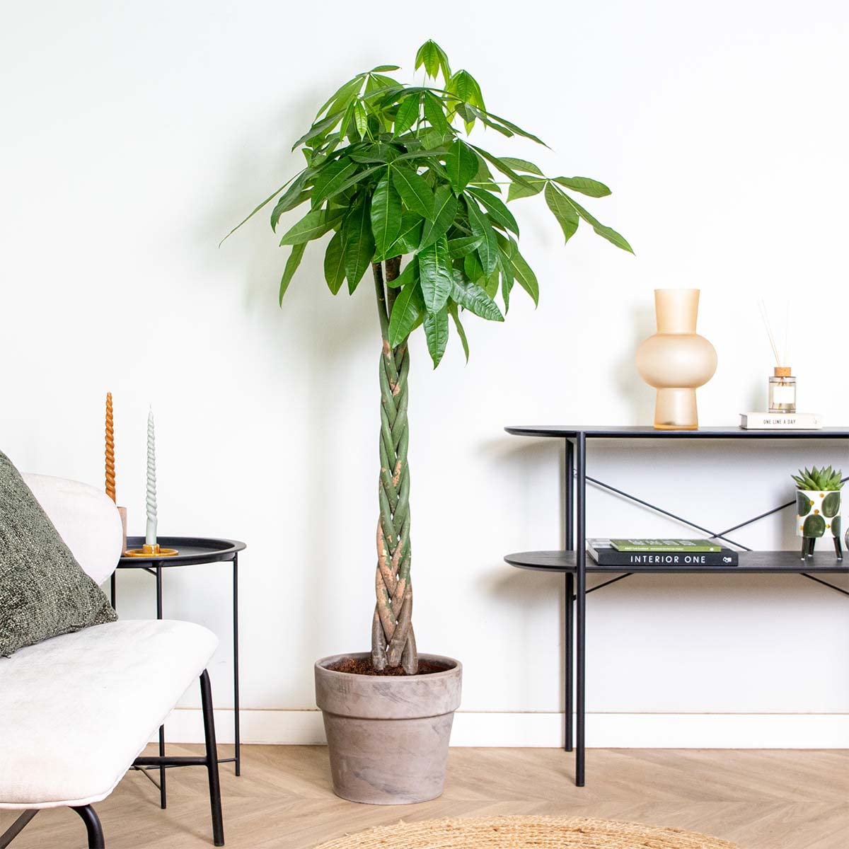 Bloomique - Pachira Aquatica - Glückskastanie - Zimmerpflanzen Groß - Luftreinigend - Pflegeleicht - Höhe 130-150 cm - Topf 27 cm