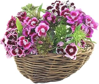 Colorful Sweet William Wildflower Plants Seeds 30pcs (Dianthus chinensis) Perennial Fresh Easy to Grow Flower Plants Seeds for Planting Garden Yard Outdoor Decor