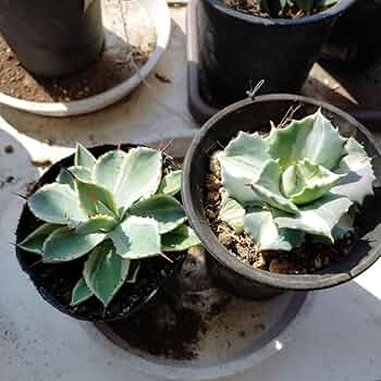 アガベ　吉祥冠錦　特大株　（検索）雷神　パリー　パラサナ　モンタナ　斑入り アガベ 吉祥冠錦 特大株 （検索）雷神 パリー パラサナ モンタナ