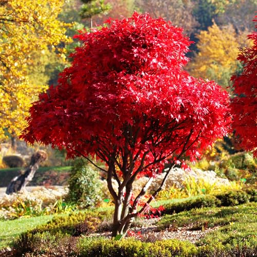 TomorrowSeeds - Red Japanese Maple Tree (Bloodleaf) Seeds - 50+ Count - for 2026 Planting Acer Palmatum Atropurpureum Burgundy Leaves Bloodgood Purple Ghost Round Umbrella Asian Ornamental Perennial