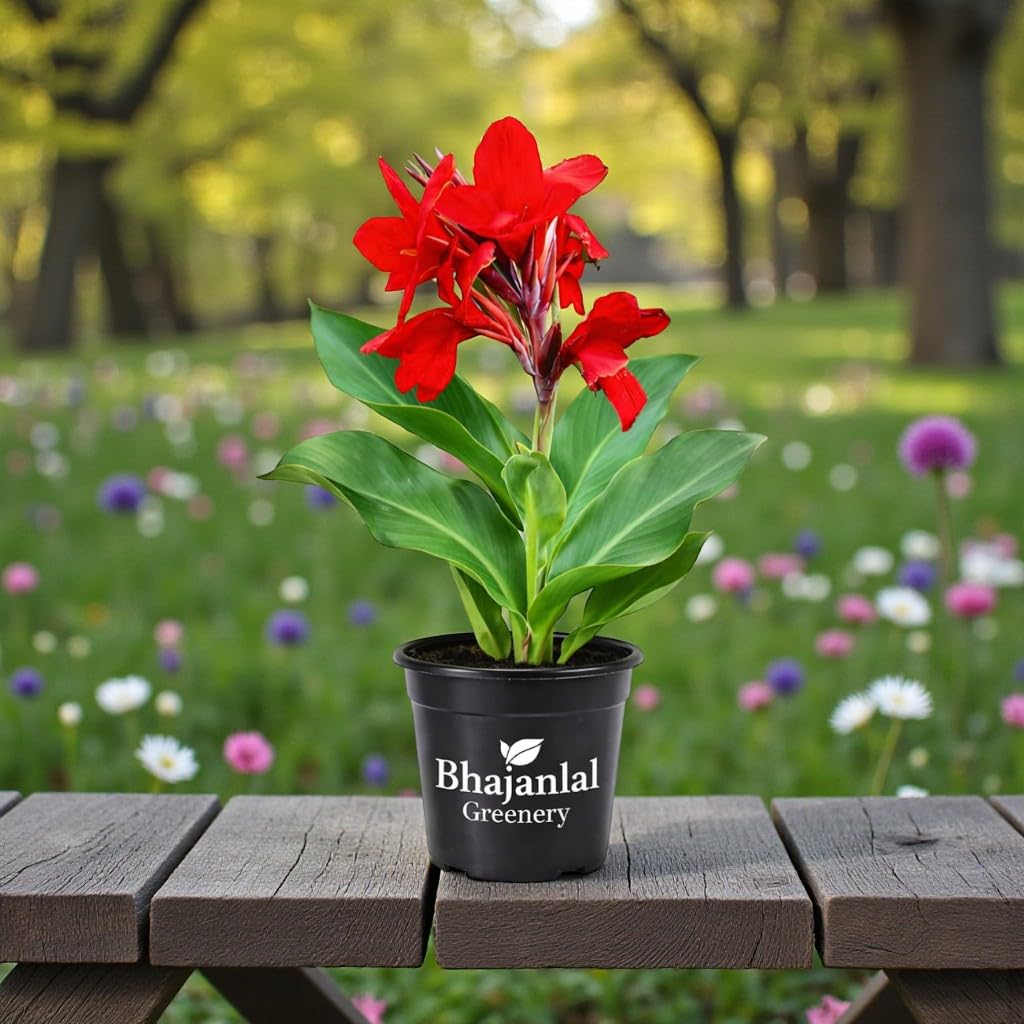 Red Canna Lily Plant - Easy Outdoor Flower -3