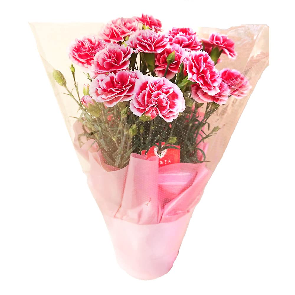 Amazon｜母の日 2024 カーネーション5号サイズ いちごみるく 覆輪系 赤