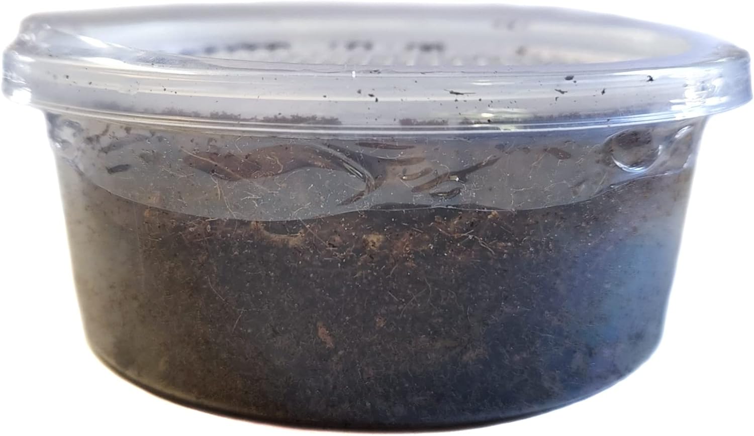 Josh’s Frogs Nightcrawlers/Earthworms – ‘Lumbricus terrestris’ (8 oz)