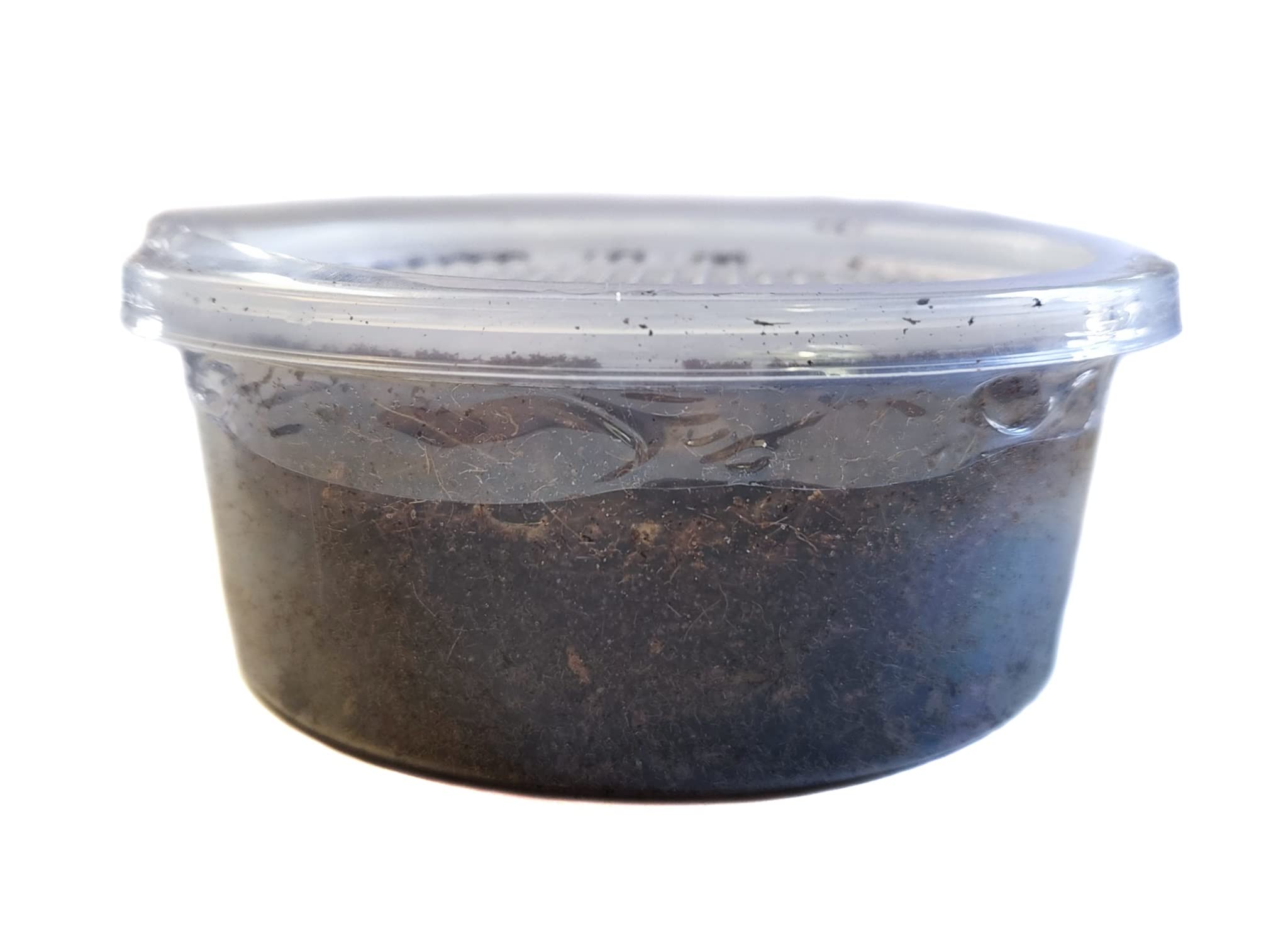 Josh's Frogs Nightcrawlers/Earthworms - 'Lumbricus terrestris' (8 oz)