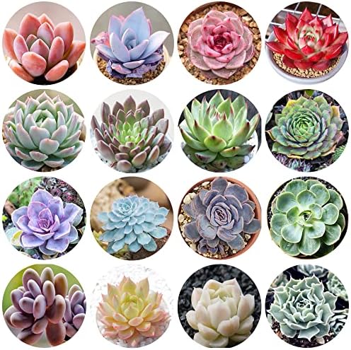 500pcs Mix Rare Succulent Seeds for Planting, DIY Bonsai Ornamental Plant Hardy Perennial