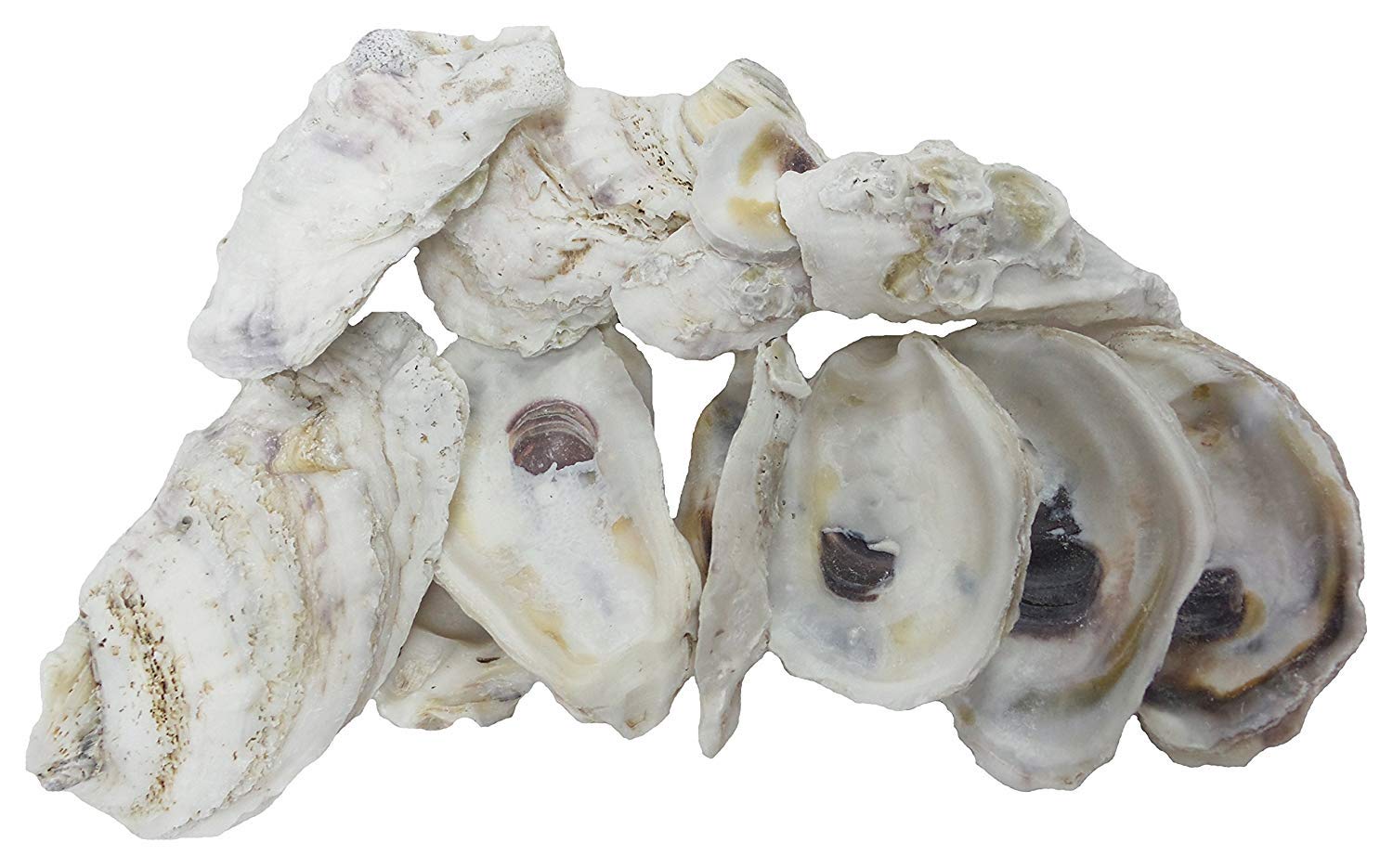 | Oyster Shells 4" - 5” | 24 Pieces