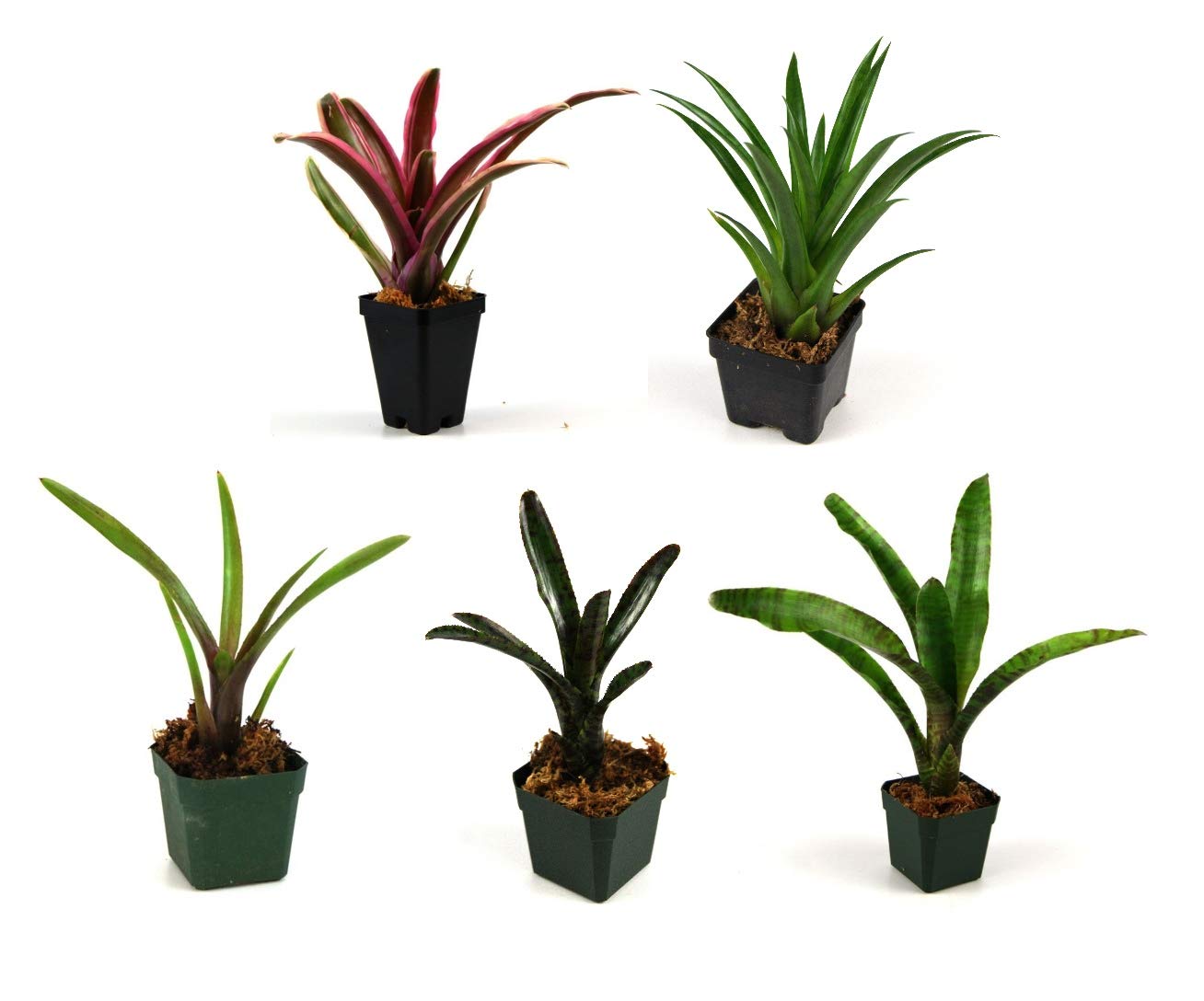 Josh's Frogs Bromeliad Bundle