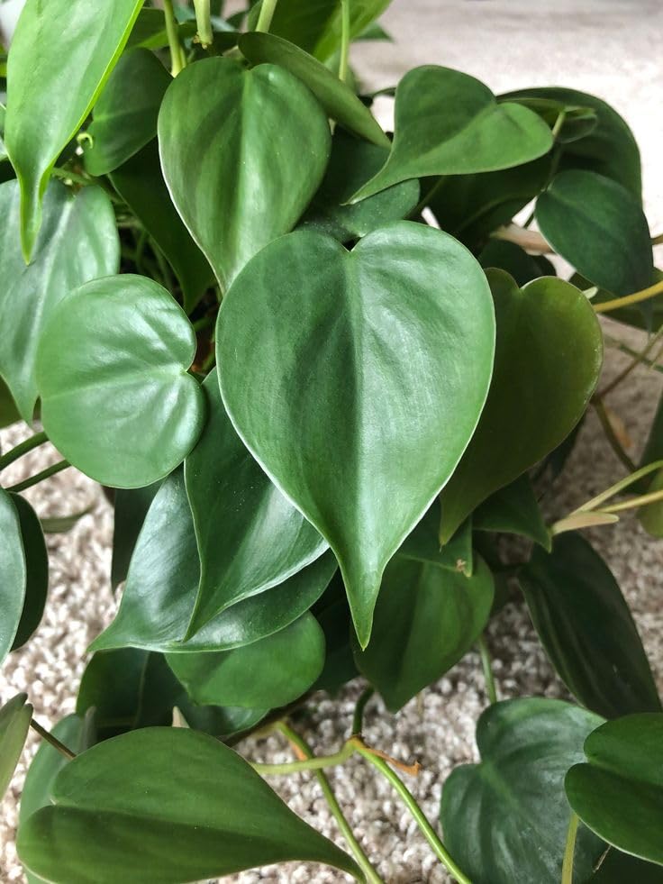 LittleJungle Philodendron Heart Leaf Green - Live Plant with 5.5 ...