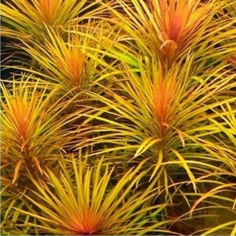 Pogostemon Octopus Tropical Healthy Aquarium Plant Shrimp Safe (3)