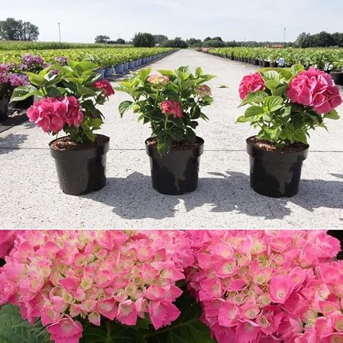 Ortensia da giardino Red Baron – Ortensia macrophylla Red Baron – Vaso da 25 – 30 cm