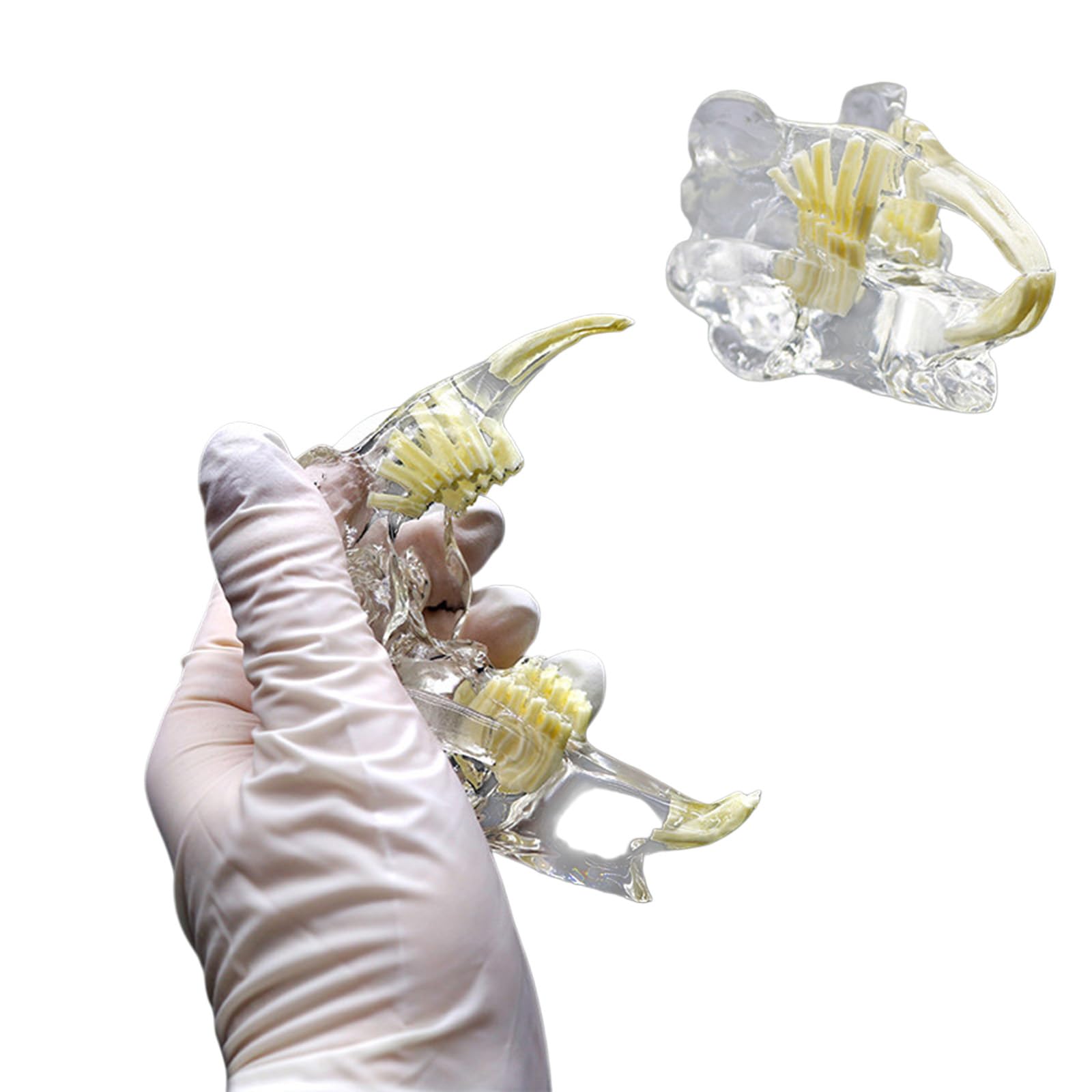 Modelo anatómico transparente para perro, gato, conejo, dientes, calavera, modelo anatómico, fisiología, educación, veterinaria, oficina, enseñanza, decoración