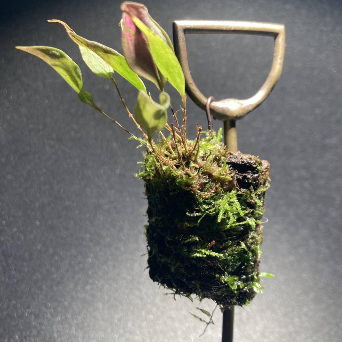 Amazon.co.jp: Lepanthes lucifer レパンテス レアパルダリウムエクア