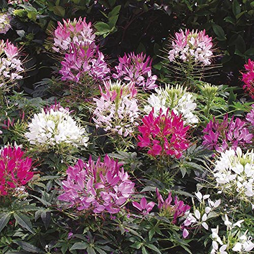 M-Tech Gardens Rare Spider Flower Cleome"Sparkler Mixed" seeds for Growing (50 Seeds Pack)-image-47
