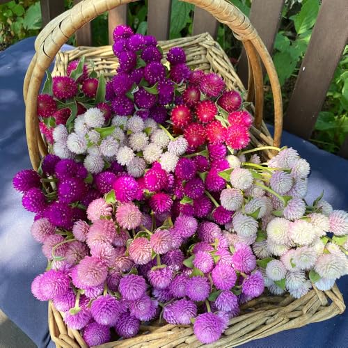 100pcs Globe Amaranth Gomphrena Globosa Seeds Mixed Colors Amaranthus Flower Bachelor Button Heirloom - Thumbnail 3