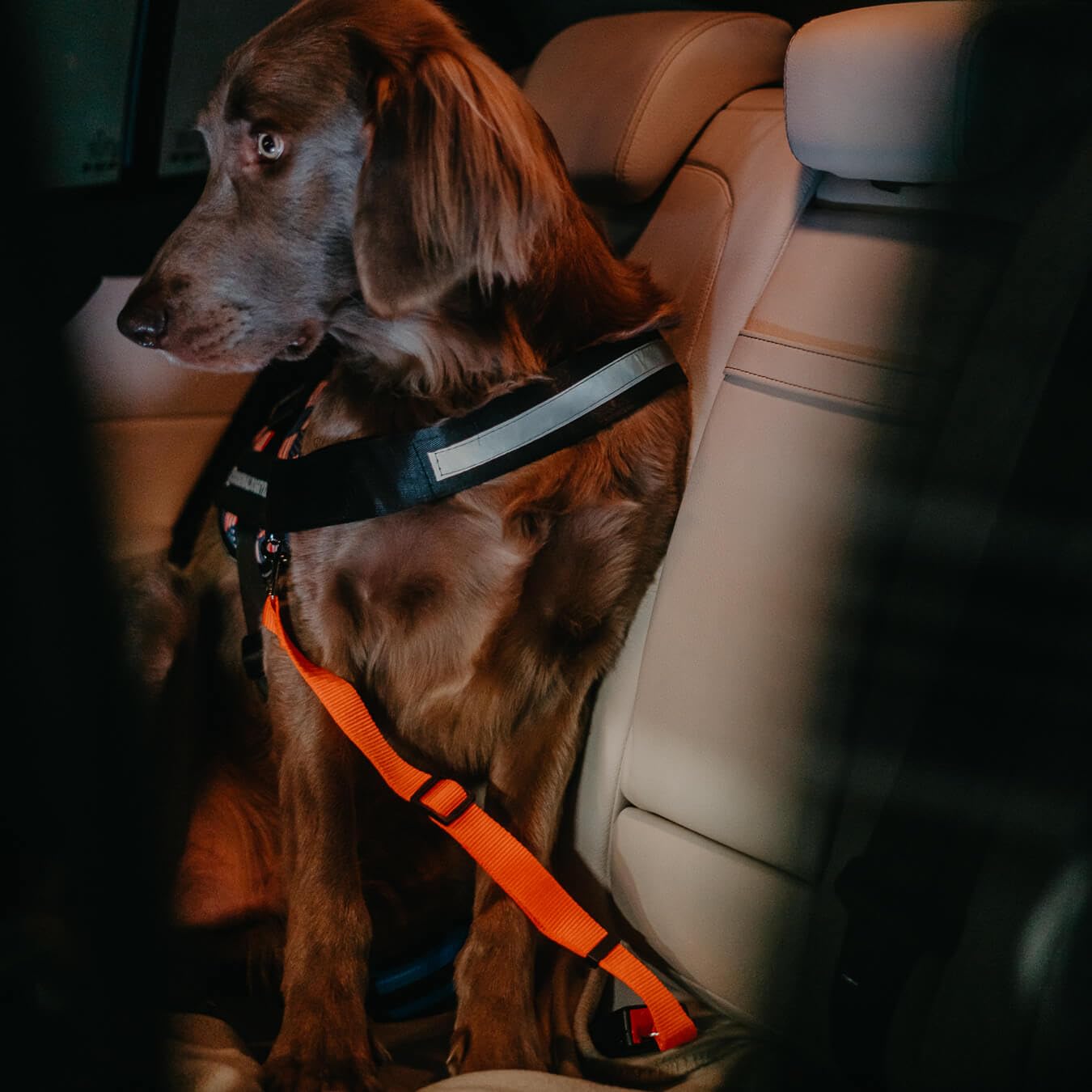 Seat Belt for Dogs in Car for Dog Car Harness for Small Medium Large Sized Dogs - Green - image 3