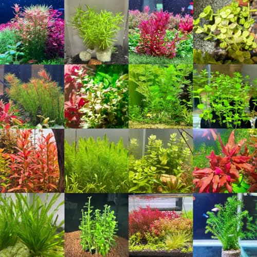400 pezzi di piante acquatiche acquario semi veri - semi regalo, piante perenni resistenti semi di piante esotiche, semi di piante da appartamento acquario piante galleggianti, piante da giardino