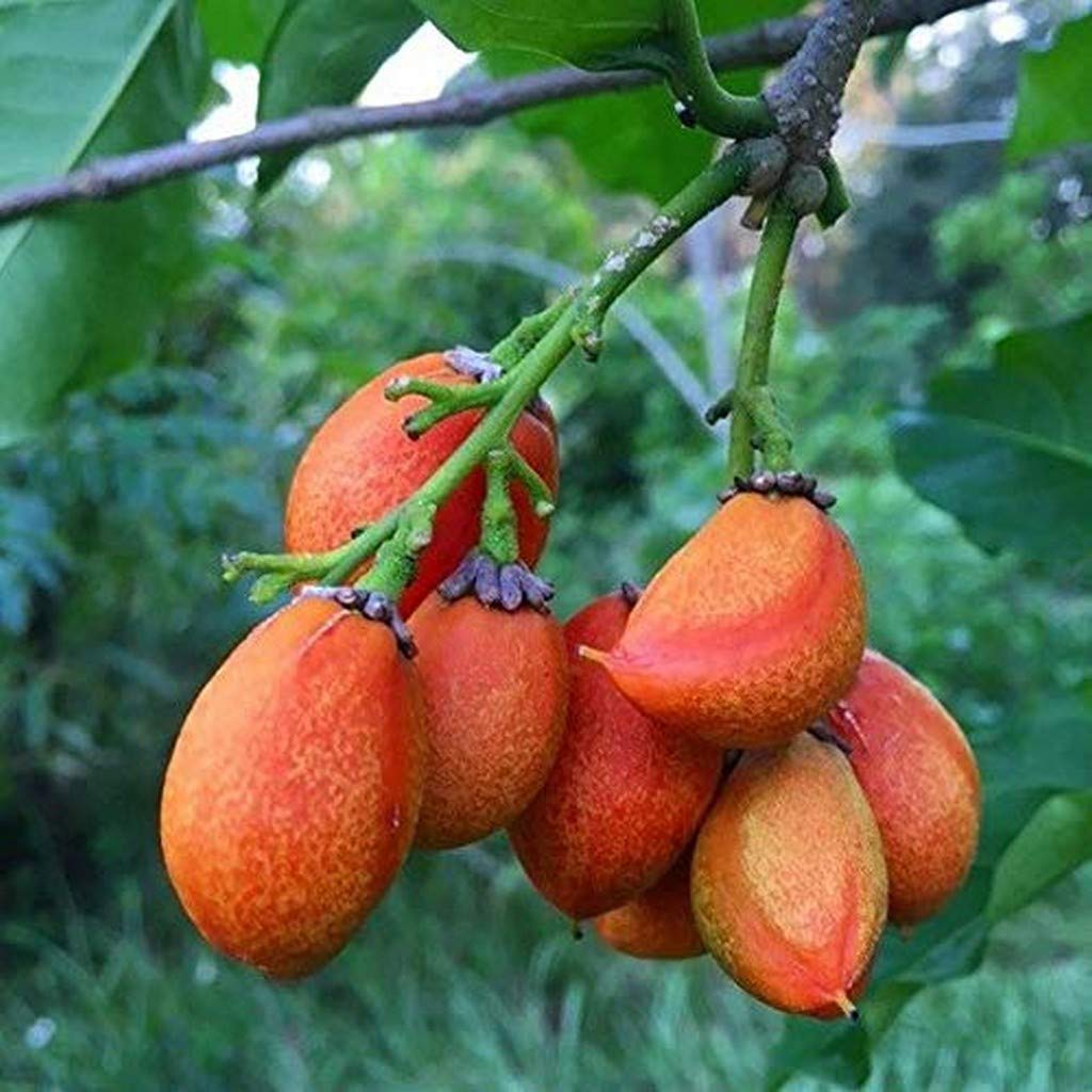 Creative Farmer Exotic Fruit Live Plant Sweet Peanut Butter Rich Aroma Tree Garden Plant(1 Healthy Live Plant) (PLANT-19-PEANUT57ll@) (B08P5QWQ95) Amazon Price History, Amazon Price Tracker