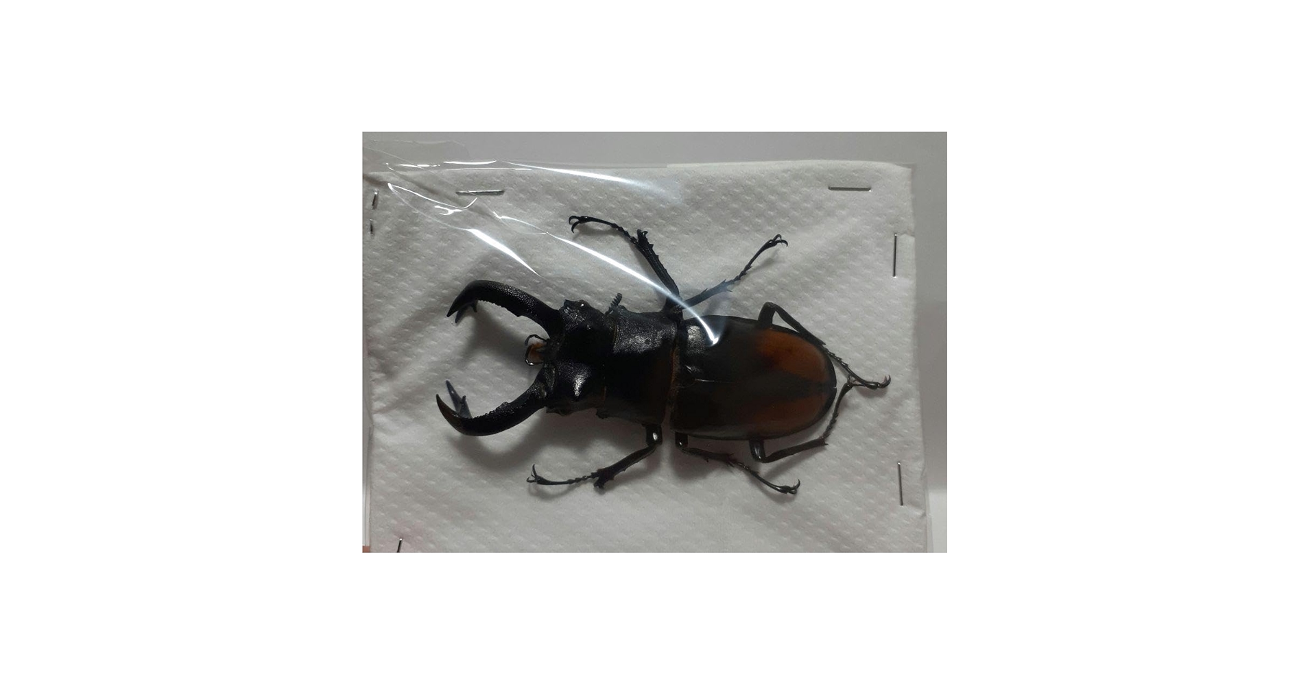 クワガタ標本 Amazon.co.jp: セアカフタマタクワガタ WD雄77mm 標本用死虫