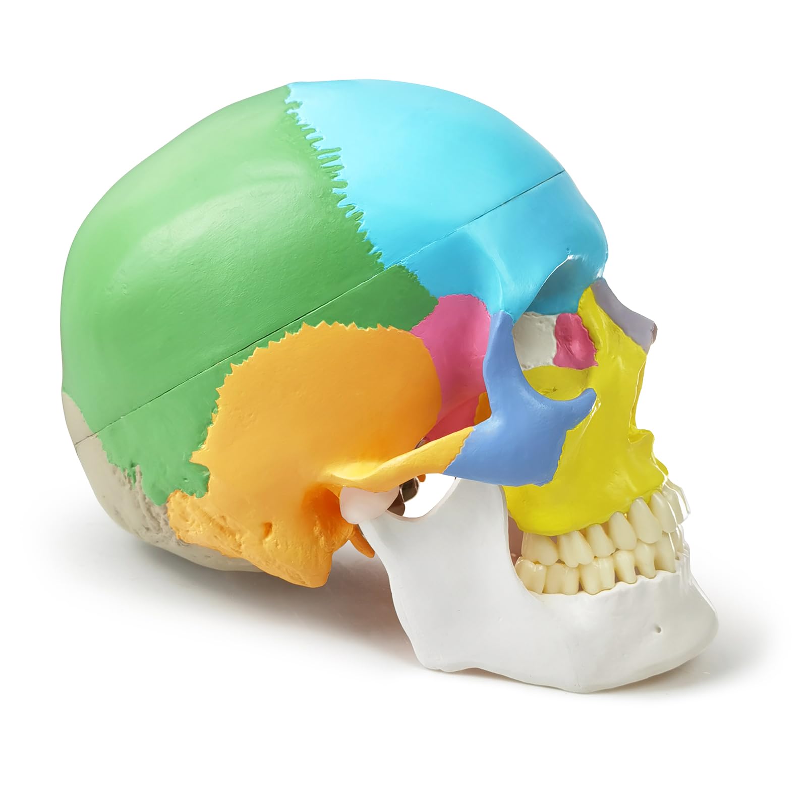2025 Neues Anatomie Schädel Modell,Menschliches medizinisches Schädel Modell Dental ClinicTeaching Ausrüstung,Medizinisches Lehren Lernen