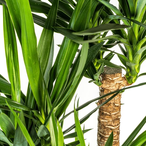 Riesen Palmlilie Yucca Elephantipes Zimmerpflanze Ø24 cm 90-100 cm