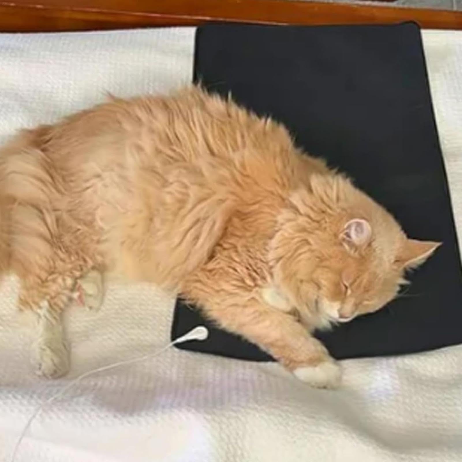 Tappetino lenitivo per gatti, tappetino calmante per gatti, riduce il | comportamento dei , benefici per la natura, tappetino per ridurre i del gatto, tappetino lenitivo per gatti,
