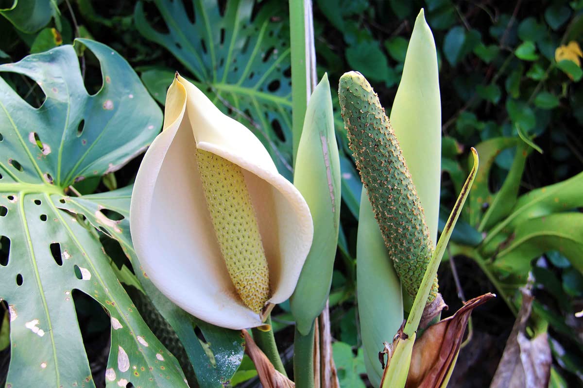 Yellow Alley Nature Green Leaves Poster for Interior Decoration|Poster for Staff Room/Living Room|1Pc