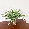 Product Photo 5
