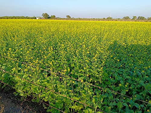 Image of Eywa Seeds & Exports Pvt Ltd Organic Black Mustard Oil (15 Liter) Cold Pressed /Wood Pressed Oil | Sarso /Mustard Kachi Ghani Ka Tel (Suhani)