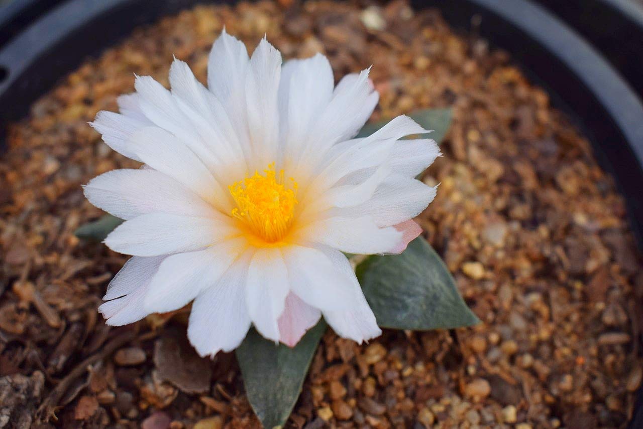 Ariocarpus retusus Cactus Live Plant (B07MPXJCPL) Amazon Price History, Amazon Price Tracker
