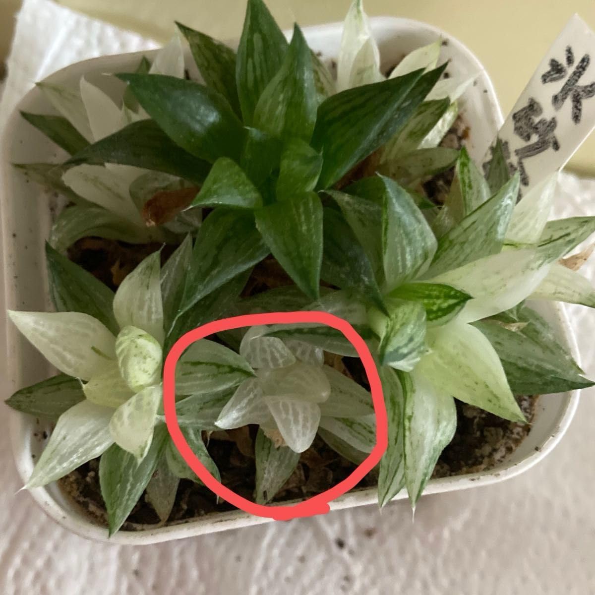 多肉植物 　旧氷砂糖 錦　抜き苗 旧氷砂糖ちゃんと無知な私｜🍀GreenSnap（グリーンスナップ）