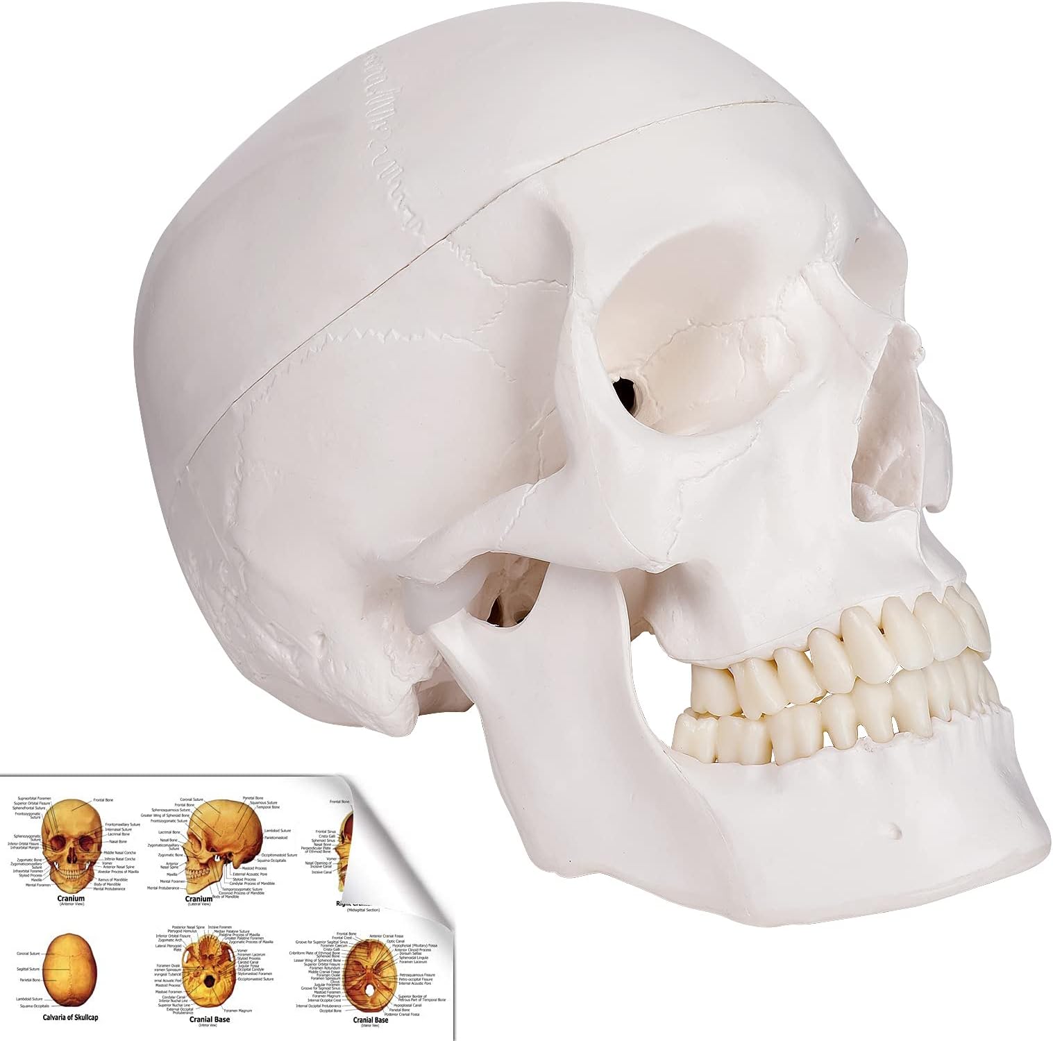 Human Skull Model, Life Size Replica Medical Anatomy Anatomical Adult Model with Removable Skull Cap and Articulated Mandible, Full Set of Teeth，7.2x4.2x4.95in
