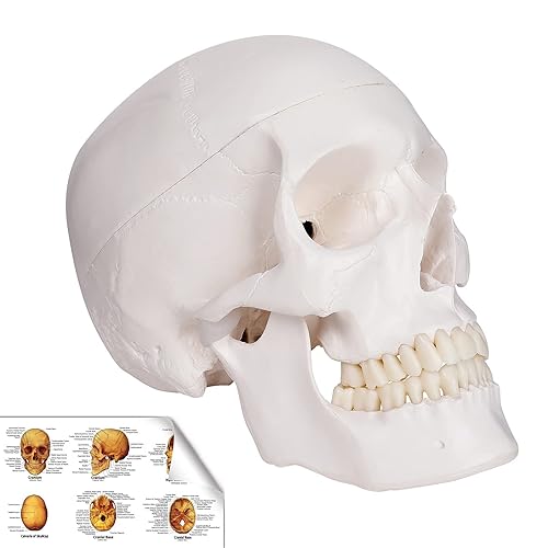 RONTEN Modelo de calavera humana, réplica de anatomía médica de tamaño real, modelo anatómico para adultos con tapa de calavera extraíble y