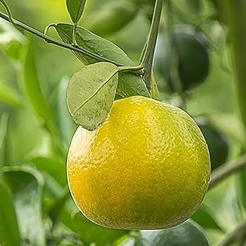 v(*´v｀*)v ベルガモット×10 v(*´v｀*)v ベルガモット×10 Bergamot , Leather – The PERFUME