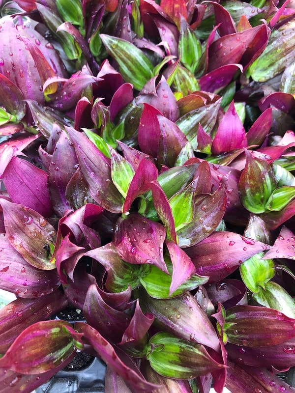 Tradescantia Wandering Jew Zebrina Red Gem, Fully Rooted, Starter Plants, 5 Cuttings