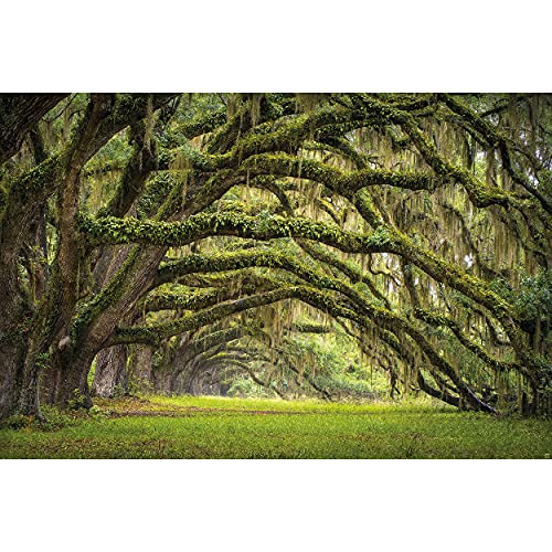 Photo Wallpaper â€“ Oak Avenue â€“ Picture Decoration Landscape Mystical Summer Forest Quercus Fairy Tale Alley Park Garden Eden Image Decor Wall Mural (82.7x55.1in - 210x140cm)