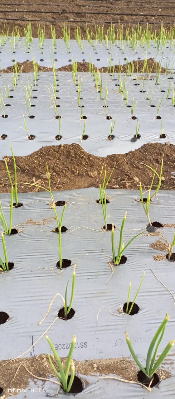 Siddhi Onion Mulch Film 25 Micron Hole Garlic Onion r Silver/Black 4 feet 400meter - 4 inch x 4 inch 10 Hole line