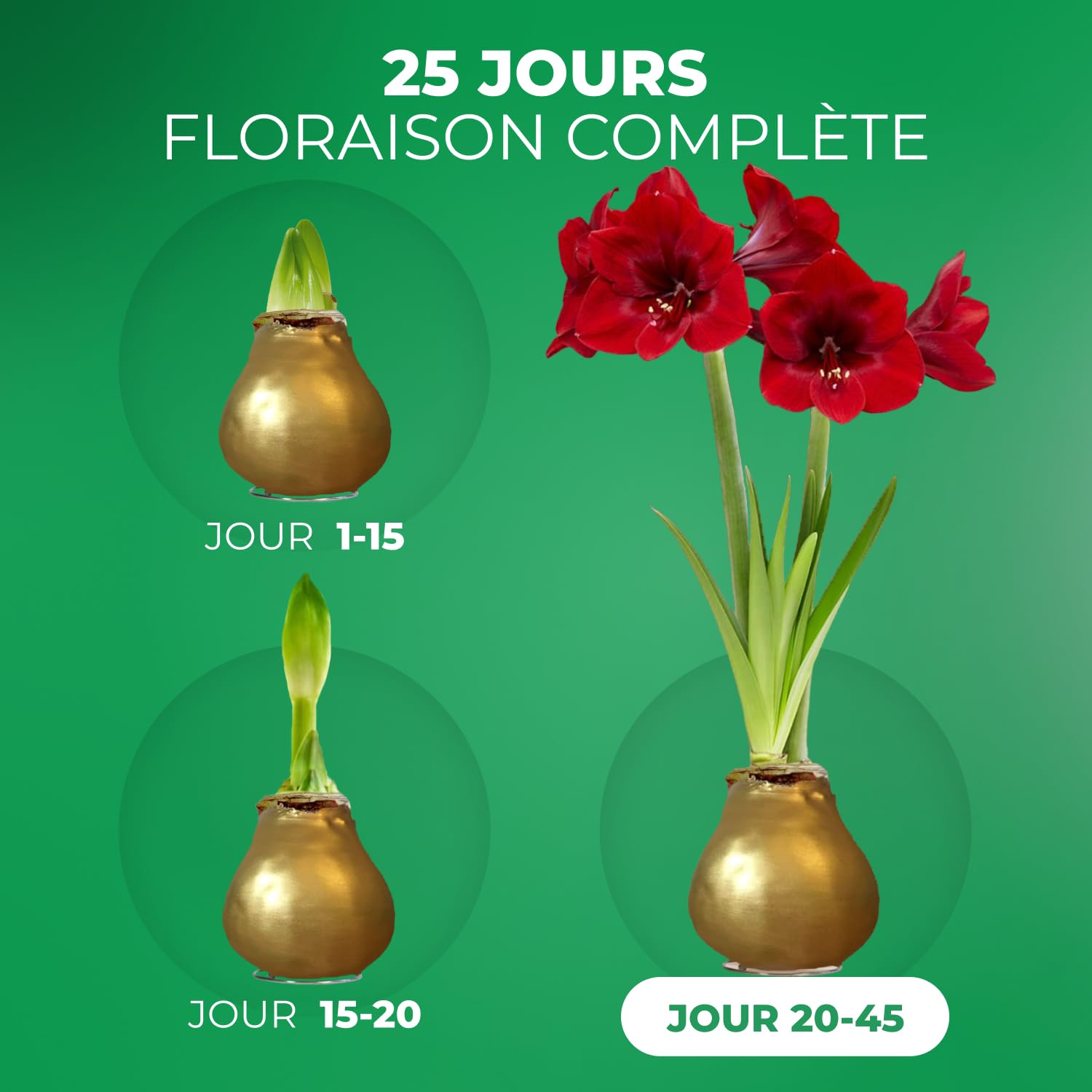 Amaryllis Bulbe en cire Or - 2 pièces - Bulbes à fleurs grand format 26/28