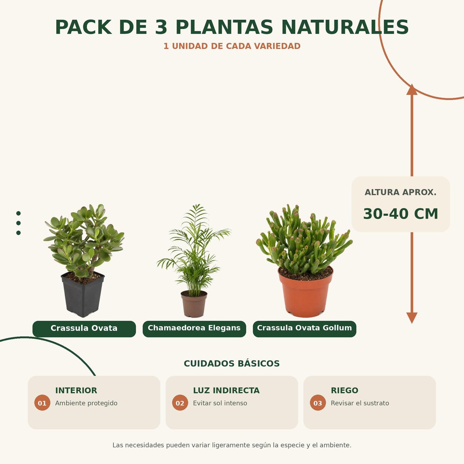 Pack 3 Plantas: Planta de Jade, Palma de Salón y Jade Gollum DECOALIVE