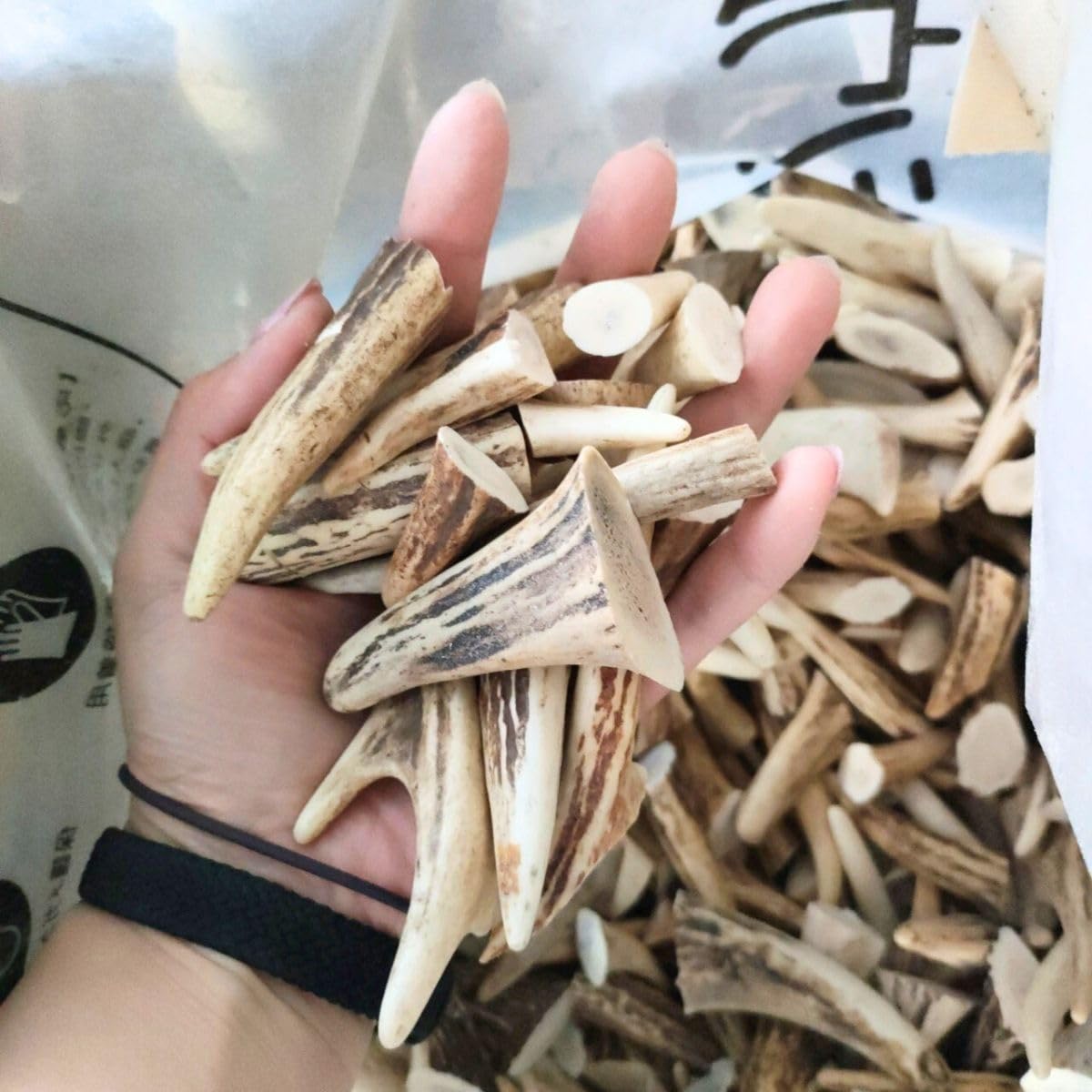 Amazon.co.jp: 鹿の角 エゾシカ 角 大小 詰合わせ 1kg 端材 