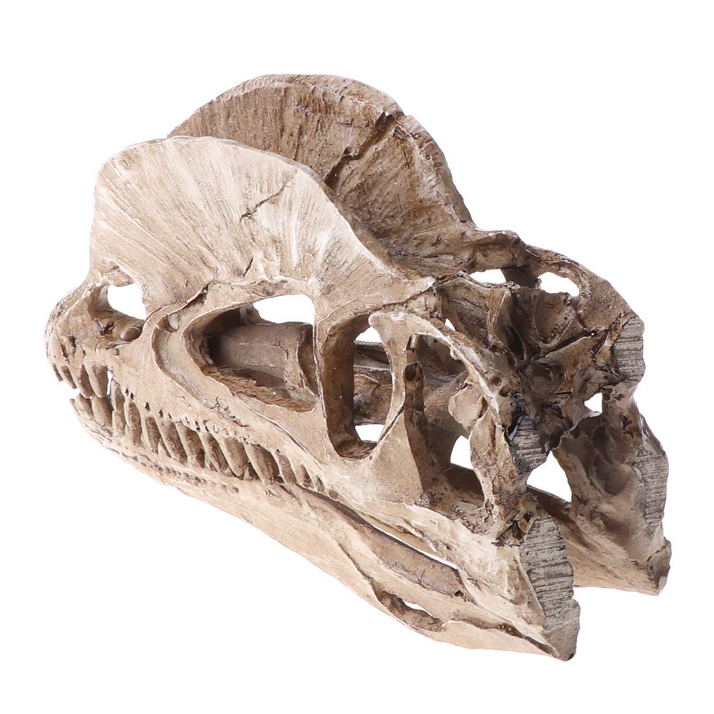 メノウの頭蓋骨細工　芸術的　台付き１個 Amazon.co.jp: ミニ人間の頭蓋骨モデル、取り外し可能な頭蓋骨