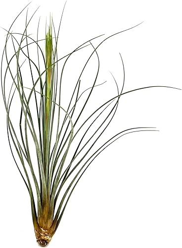 Miniatura 2 de ragnaroc Plantas de aire  Tillandsia Juncea Jumbo 8-12 pulgadas  2 unidades  Vive Arrival garantizado  Plantas de casa para decoración del hogar y