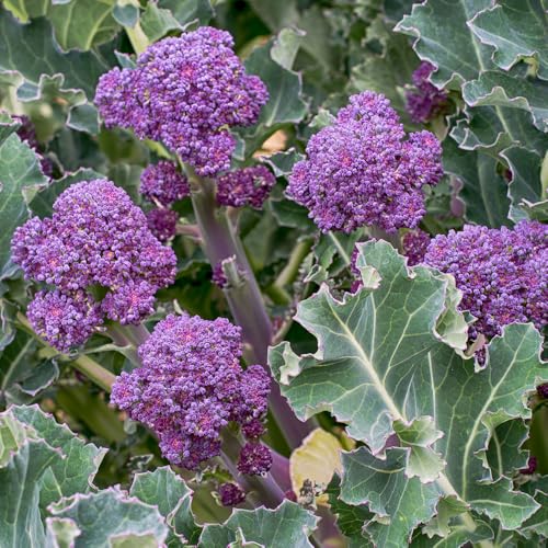 How long blanch broccoli How long blanch broccoli