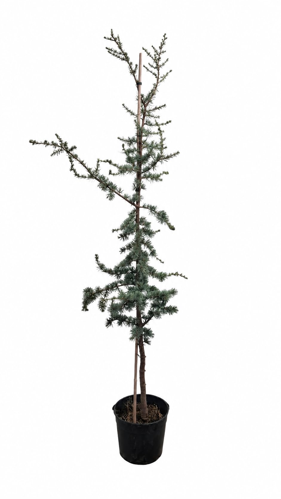 Blaue Atlaszeder ‘Glauca’ 180–200 cm – Cedrus atlantica, winterharter immergrüner Nadelbaum mit blaugrünen Nadeln für Garten, Terrasse und großen Kübel